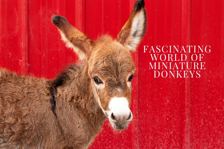 Miniature Donkey focus