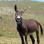 donkey standing on ground