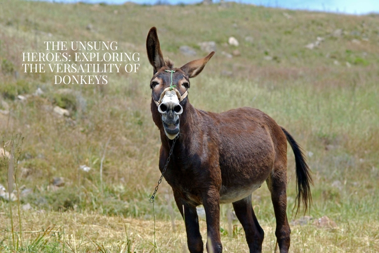 donkey standing on ground