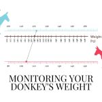 donkeys weight measuring scale